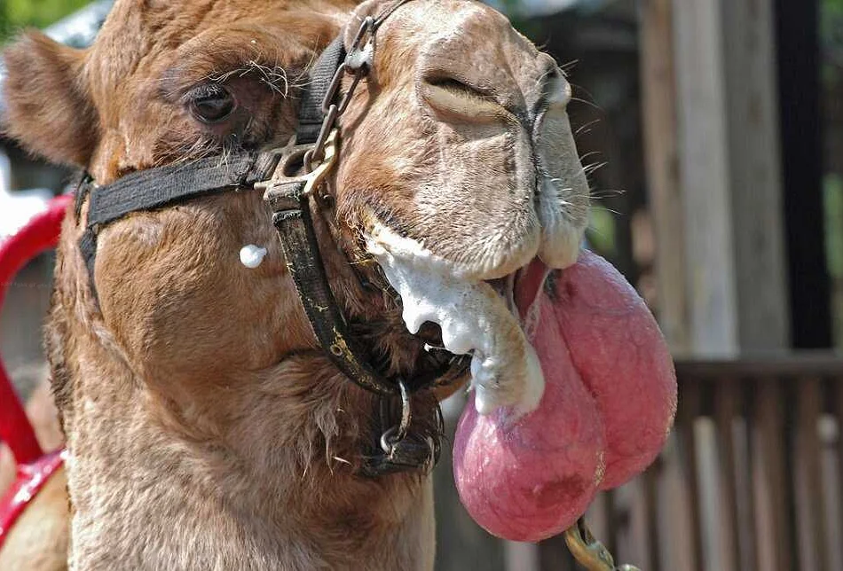 Верблюды: почему надувается язык?